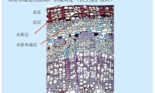 脸上圈状黑斑是什么斑专区_脸上的斑是圈状的那叫什么斑专区_脸上有圈斑怎么办网